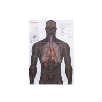 Мишень Алебарда "Анатомический силуэт" ALB-50 (566)