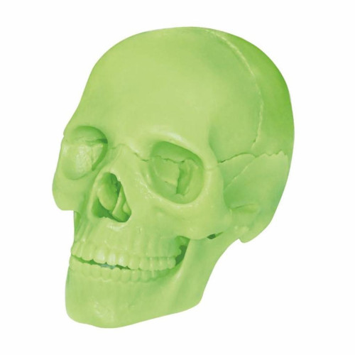 Пазл 4D Master Об'ємна анатомічна модель Череп людини світиться (FM-626113) – 4D Master (вид 1)