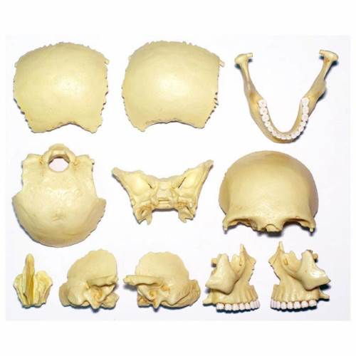 Пазл 4D Master Объемная анатомическая модель Череп человека (FM-626111) – 4D Master (вид 2)