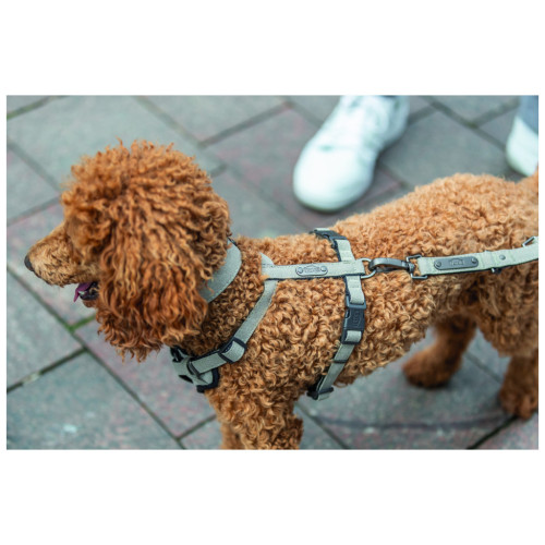 Шлей для собак Trixie CityStyle H-harness Хлопок L–XL 75–120 см 25 мм Светло-серая (4053032682689) – Trixie (вид 1)