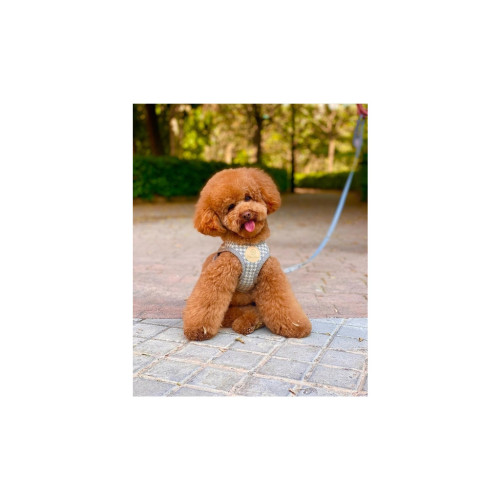 Шлея для собак Chloe's Home Berlin сіра S (CLH5767) – Chloe's Home (вид 2)