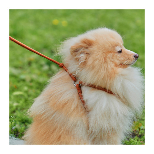 Шлея для собак WAUDOG Soft з QR паспортом кругла Д 6 мм А 26-46 см В 30-50 см коричнева (46236) – WAUDOG (вид 2)