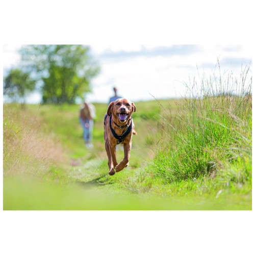 Шлей для собак Trixie Premium трекинговая M–L 62–74 см х 25 мм черный-графит (4053032419889) – Trixie (вид 1)