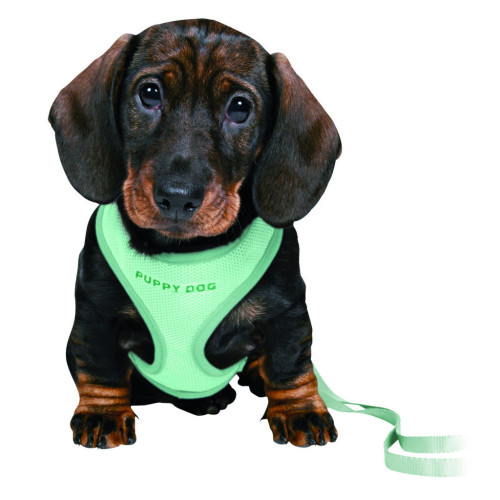 Шлей для собак Trixie с поводком для щенков S–M 26–34 см 10 мм мятная (4011905155654) – Trixie (вид 1)